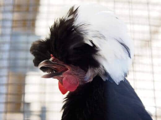 Punk rock chicken