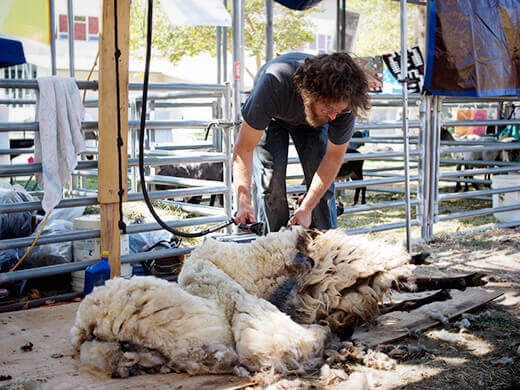 Shearing a sheep