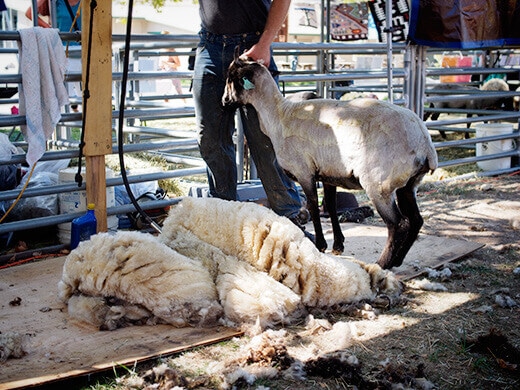 Shearing a sheep