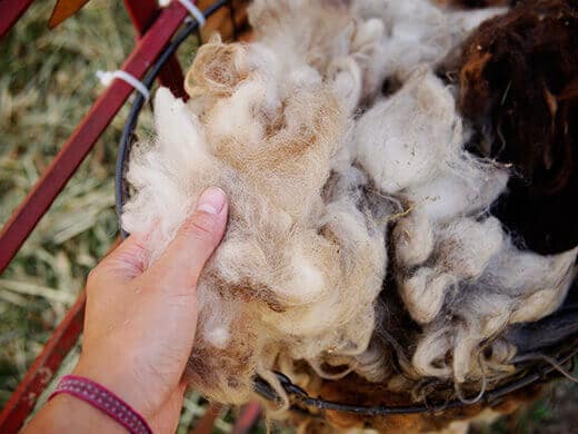 Sheep's wool
