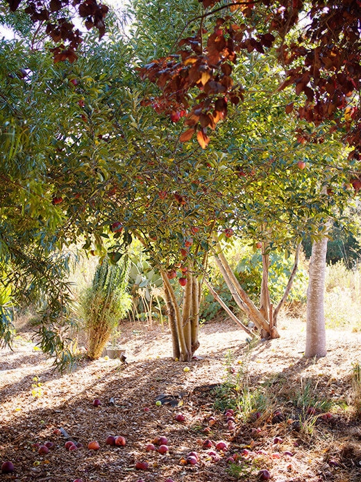 Grafted apple tree with four different varieties of apples