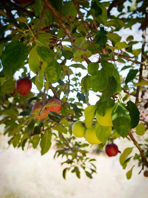 Apple tree