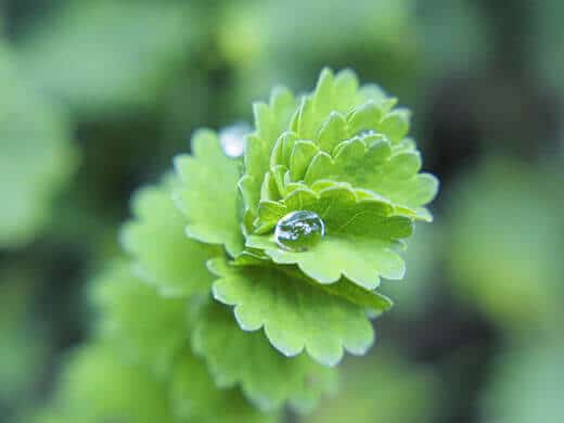 Dewy salad burnet leaves