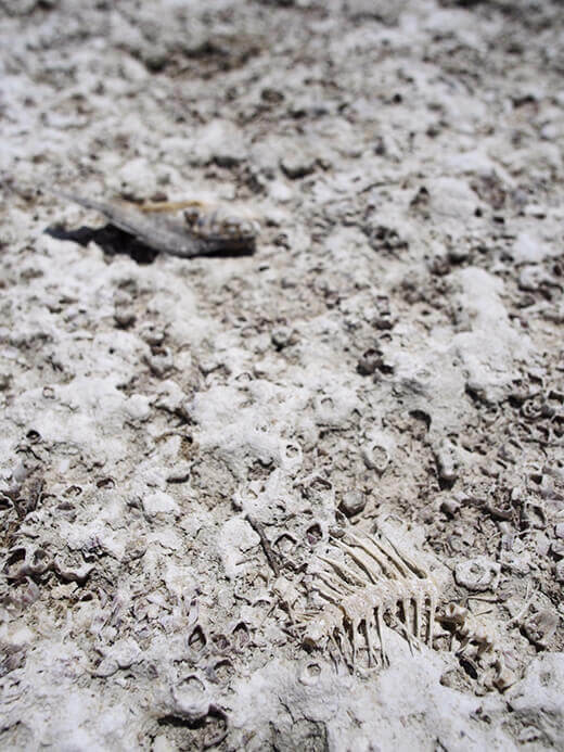 Petrified fish skeletons