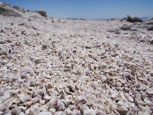 Fish bones comprise the "white sand" beach