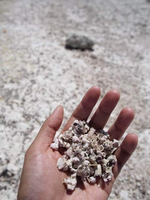 Decomposing fish bones