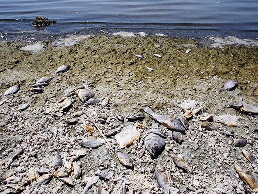 Fish carcasses