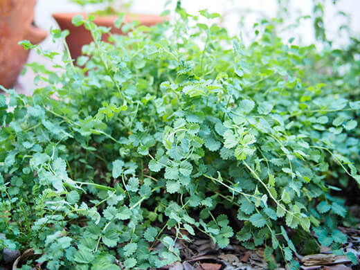Salad burnet in the herb garden