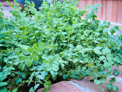 Salad burnet grows in a low mound