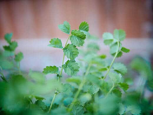 Salad burnet leaves