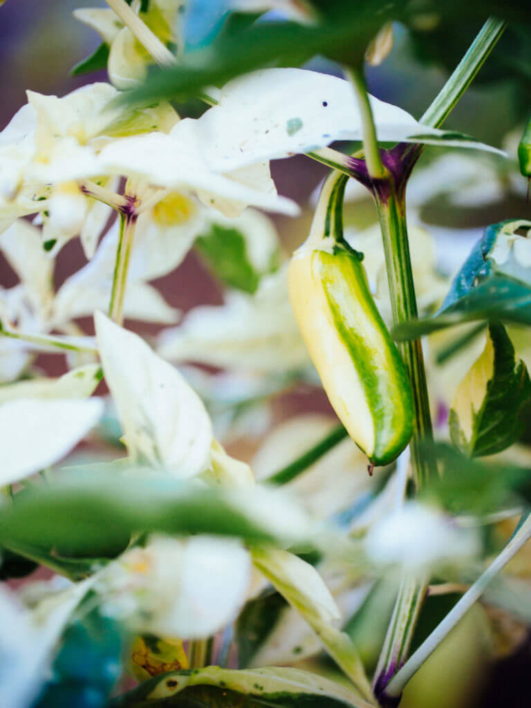 Fish pepper: a peculiar pepper with deep roots in African-American history