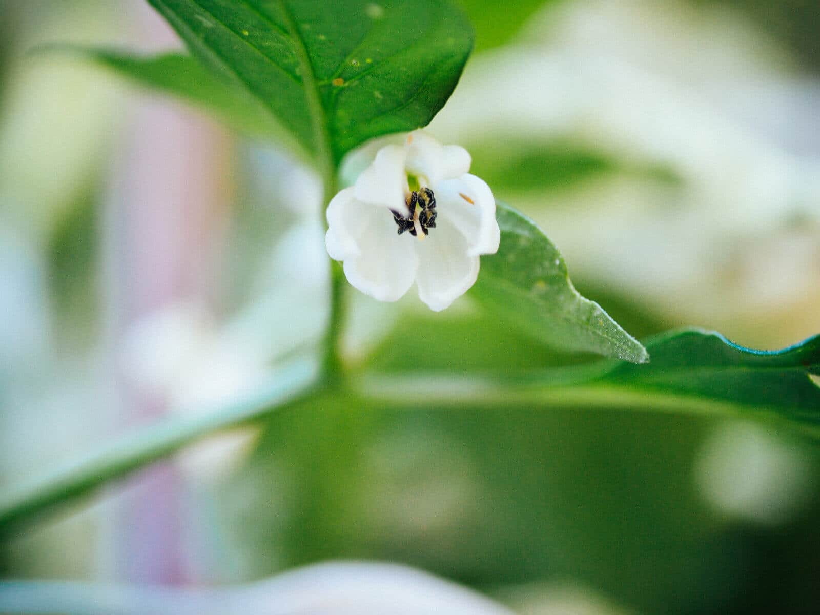 Fish pepper flower