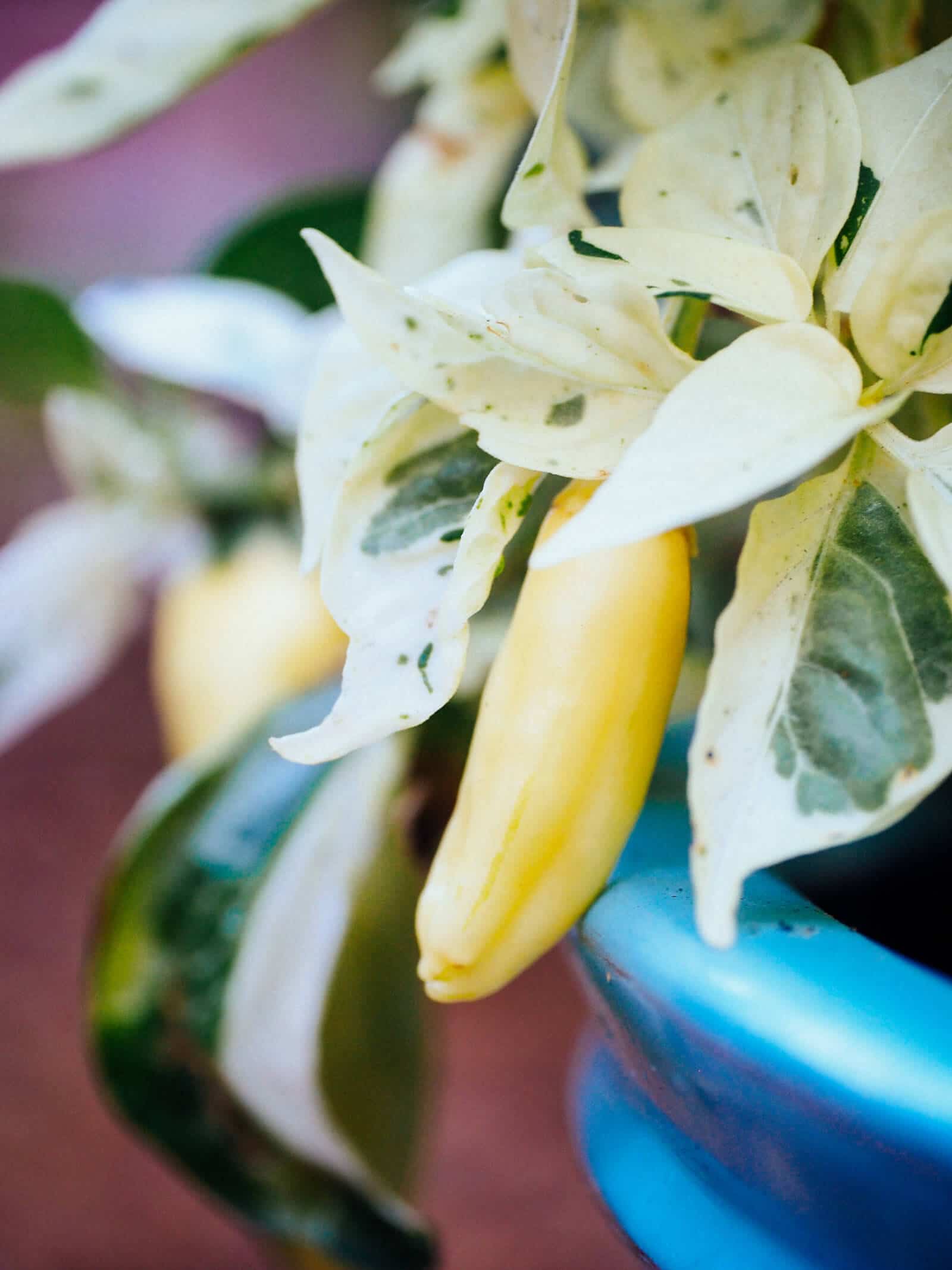 Creamy white fish pepper