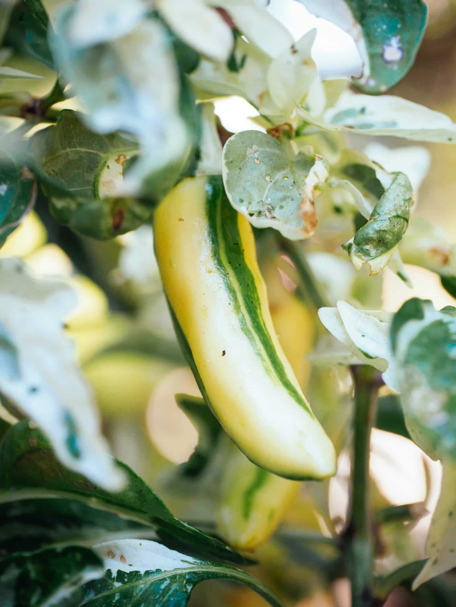 Immature fish pepper