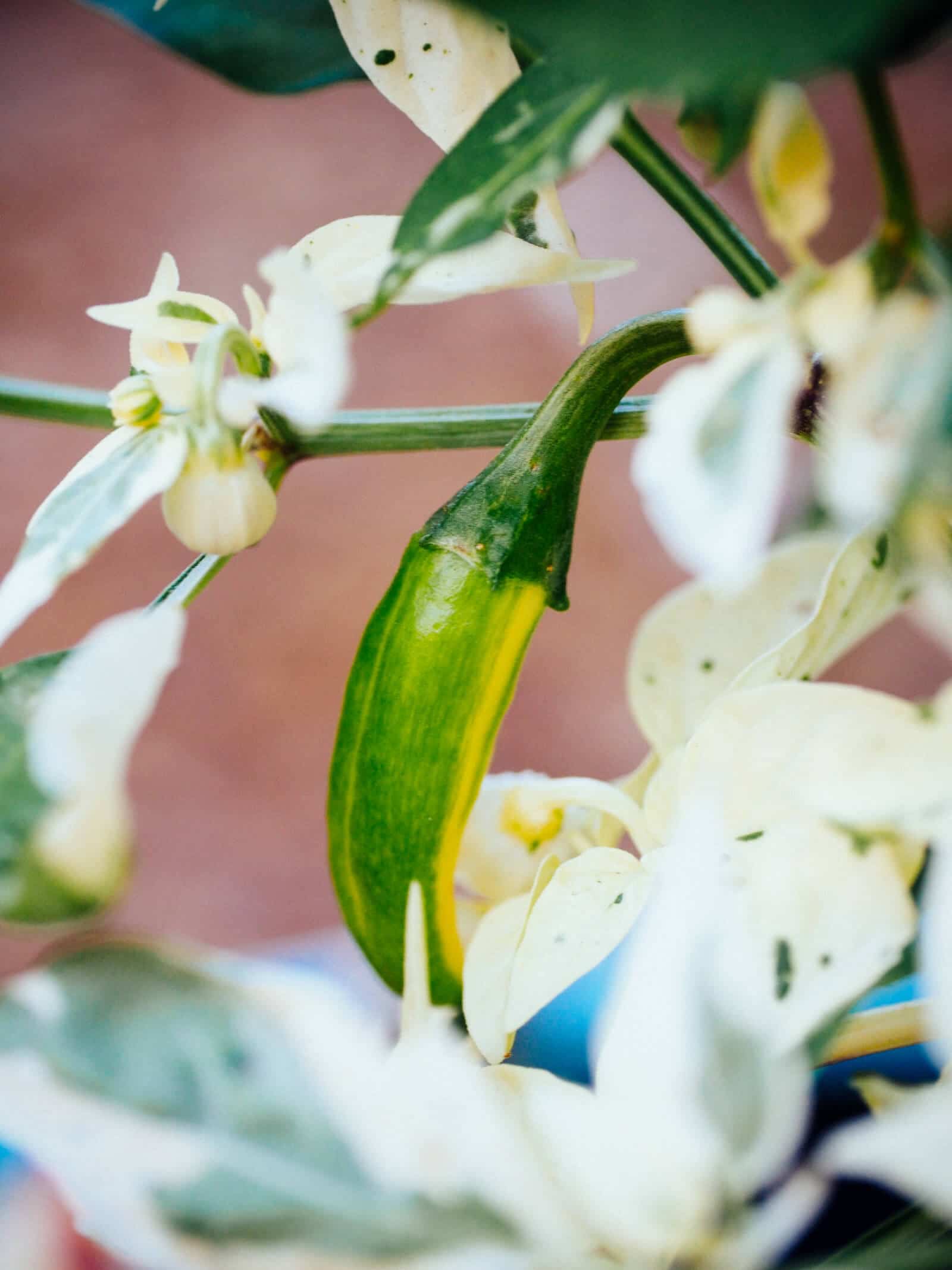 Fish pepper