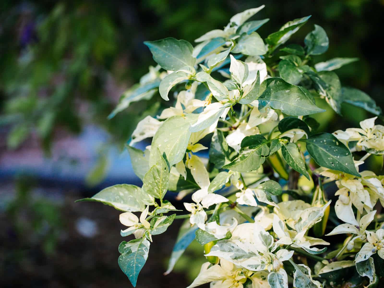 Fish pepper plant with variegated foliage