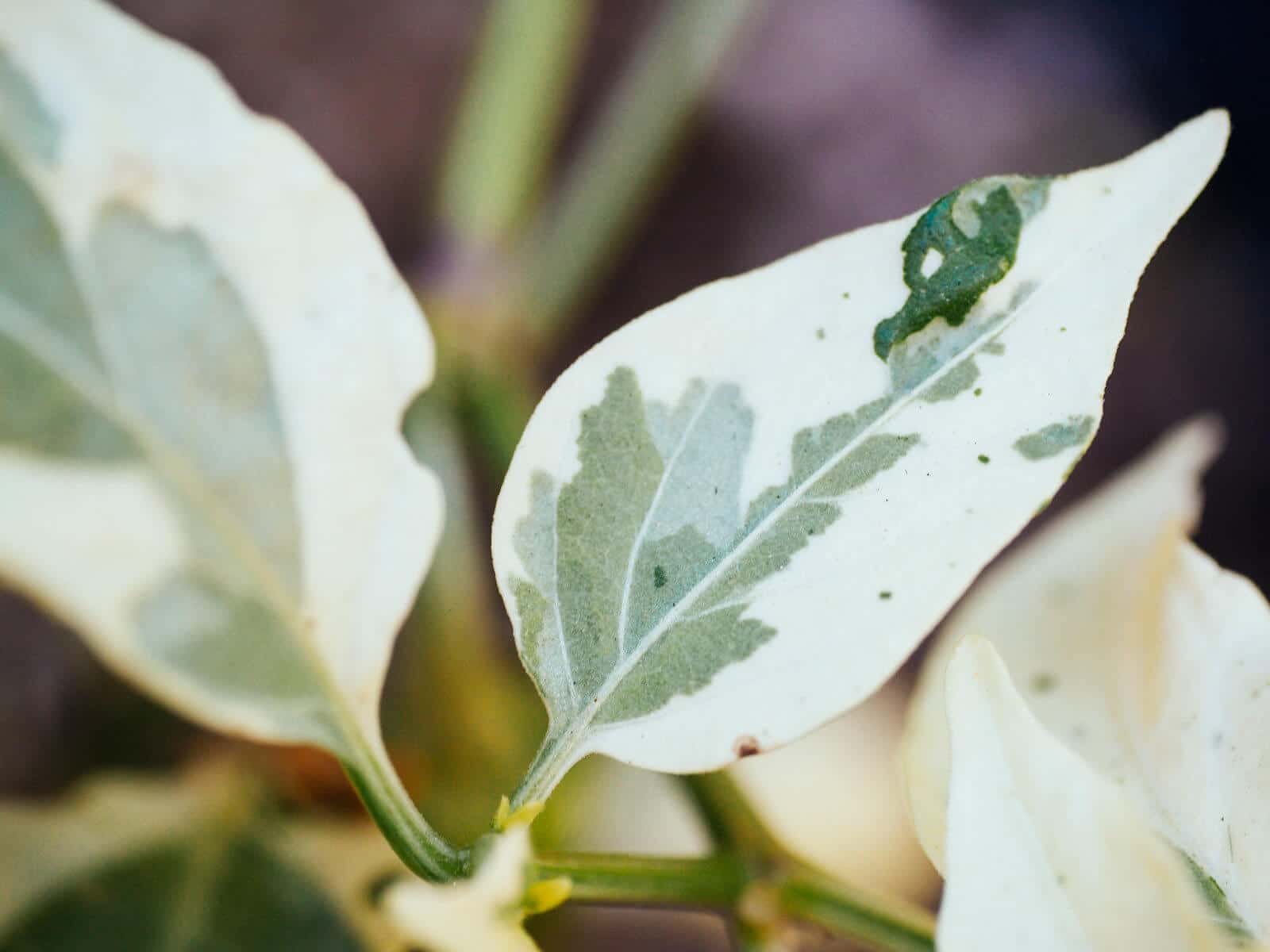 Fish pepper leaves speckled with green