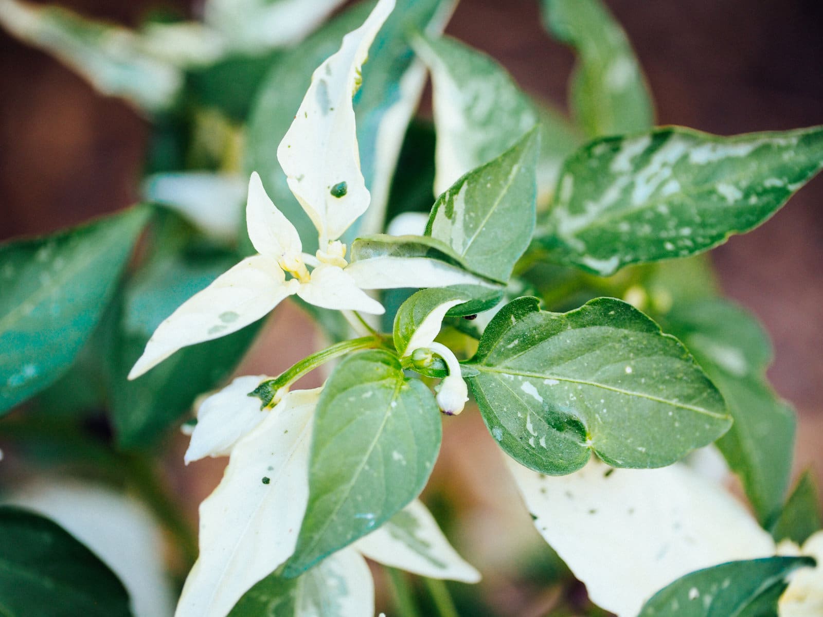 Mottled fish pepper leaves