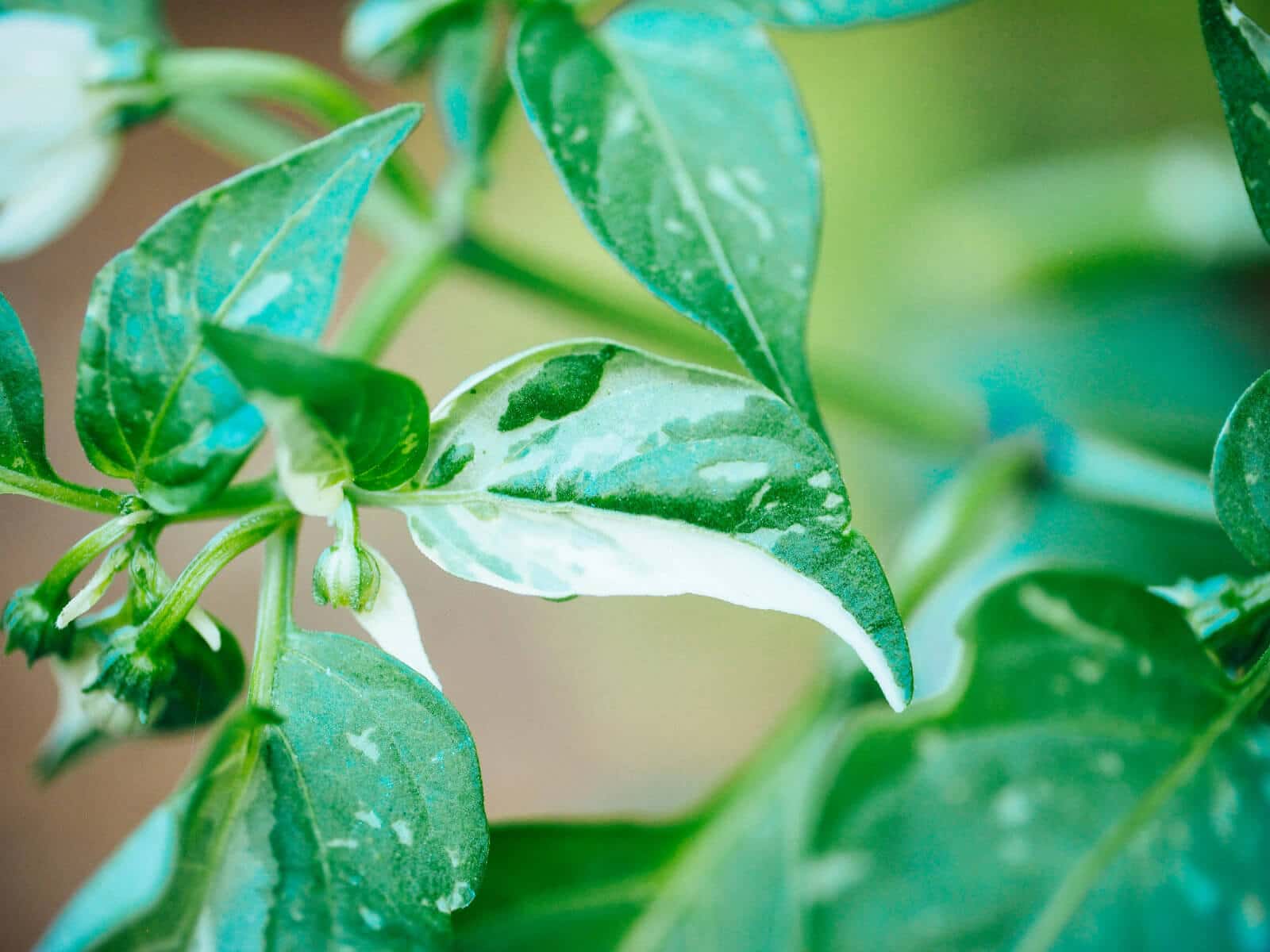 Variegated fish pepper leaves
