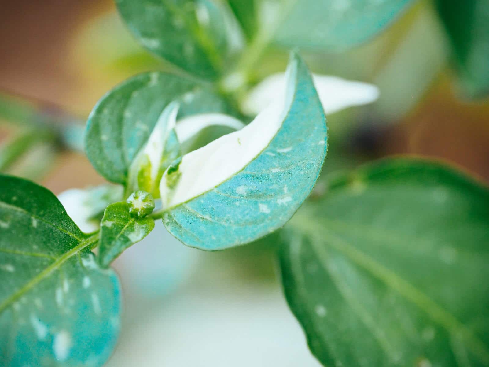 Half-and-half fish pepper leaf