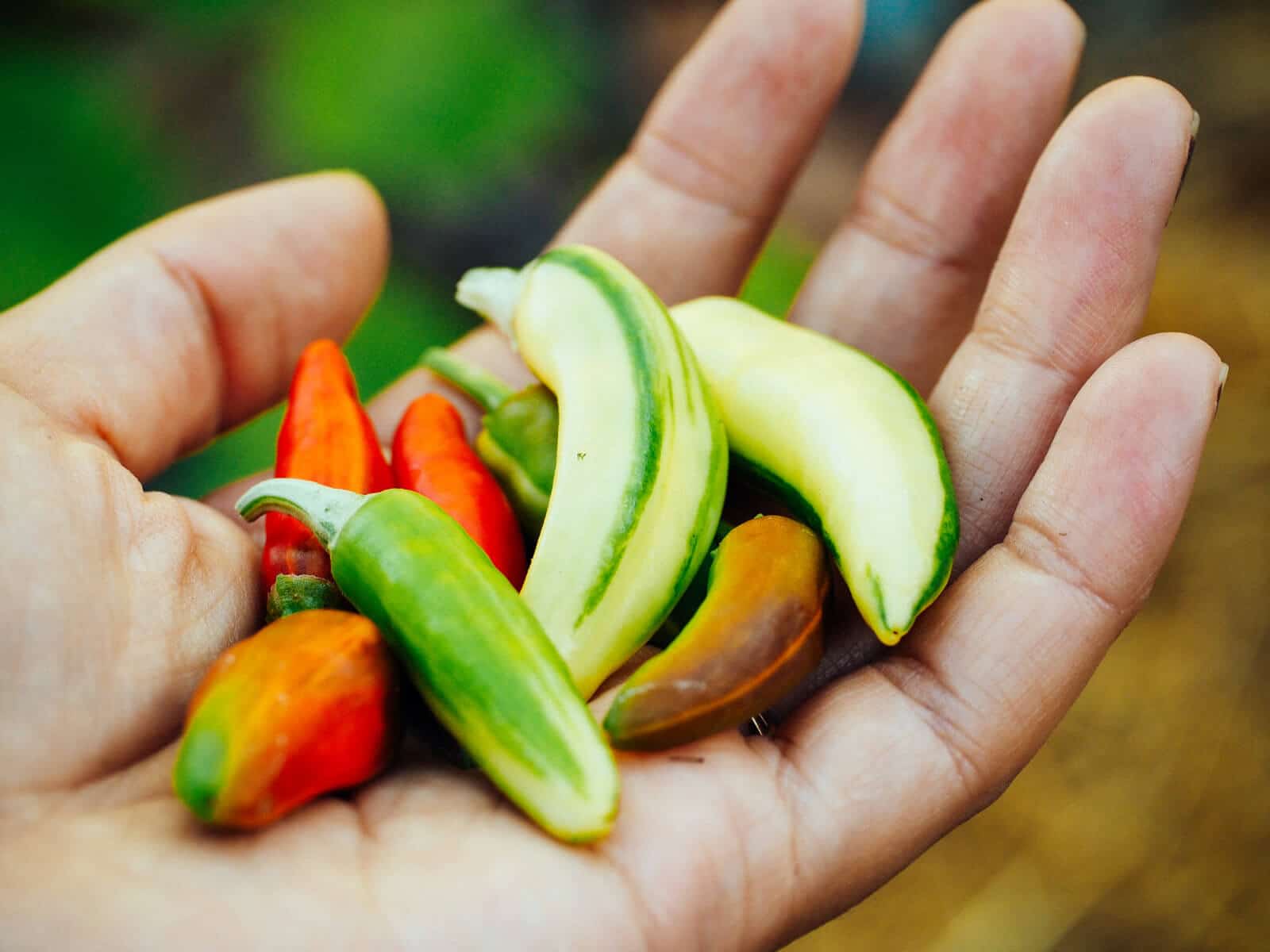 Fish peppers in all stages of maturity