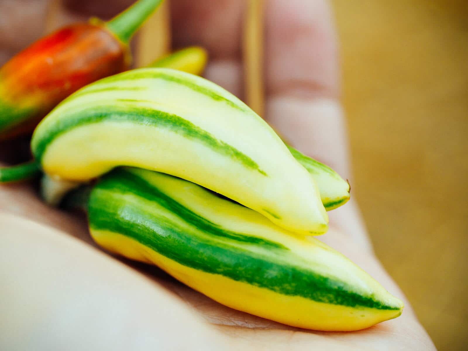 Immature fish peppers