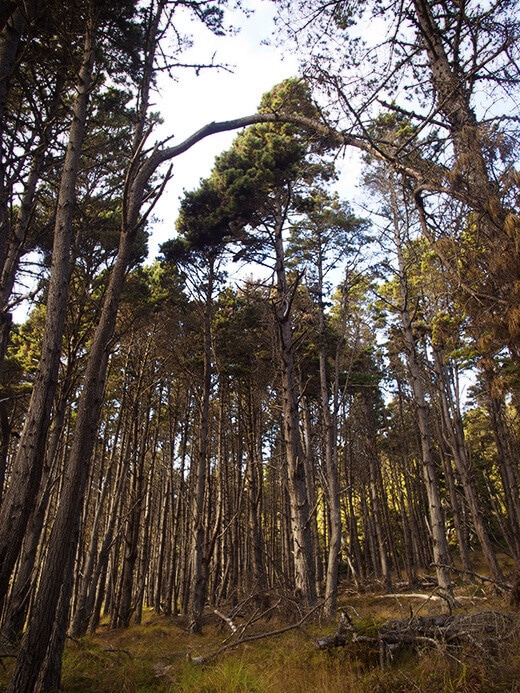 Coastal forest