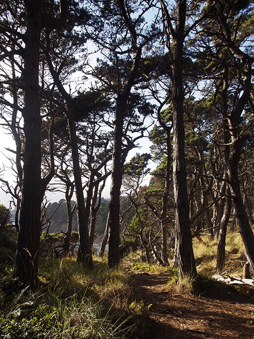 Tangle of oaks and pines