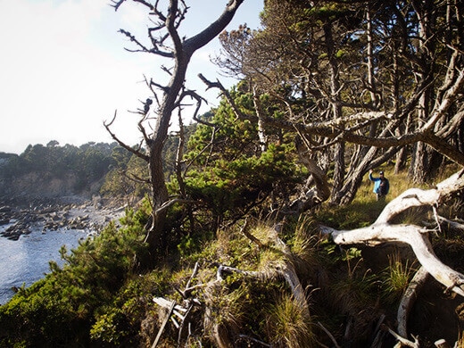 Forested hills above the cove