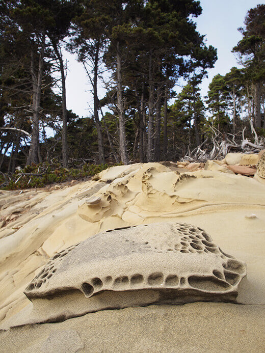 Tafoni at Salt Point