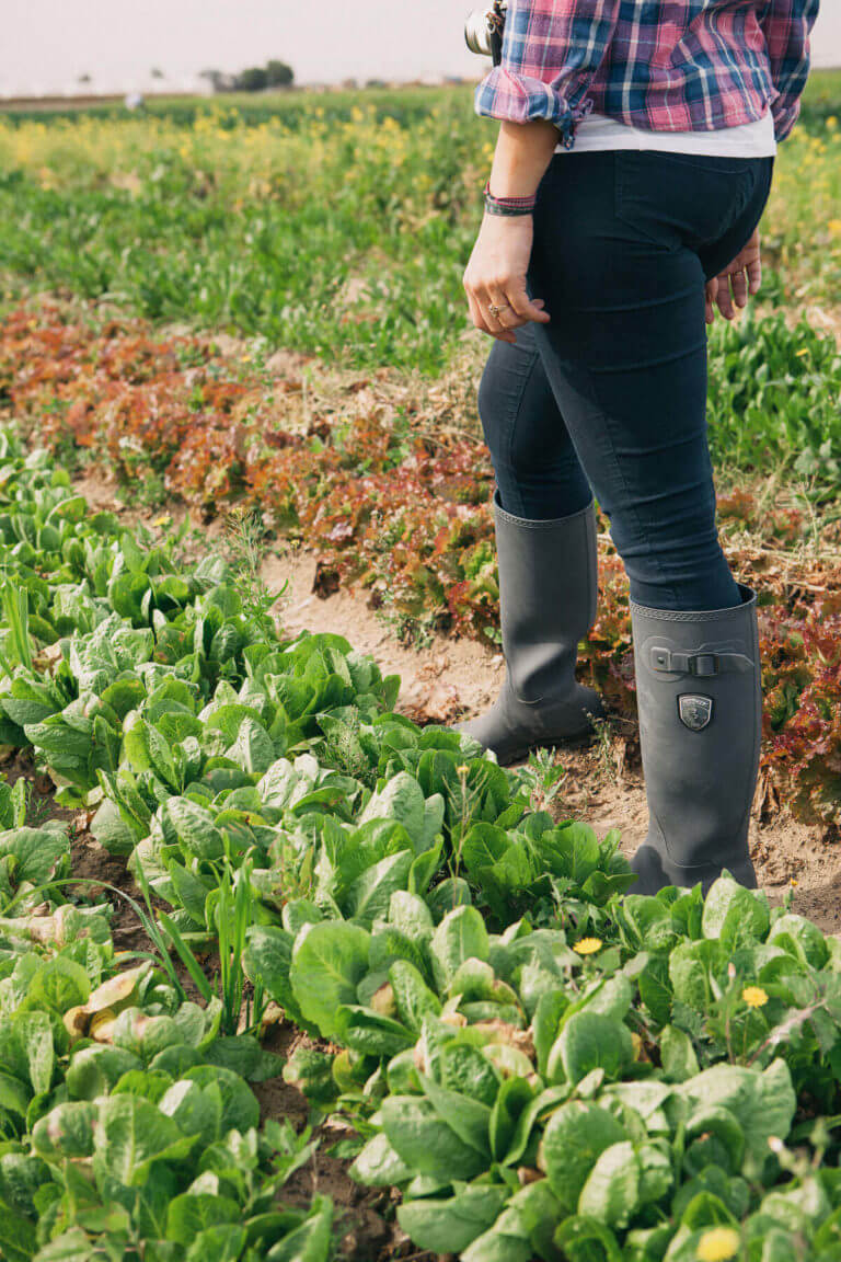 What is CSA? (And why I wrote a cookbook for it)