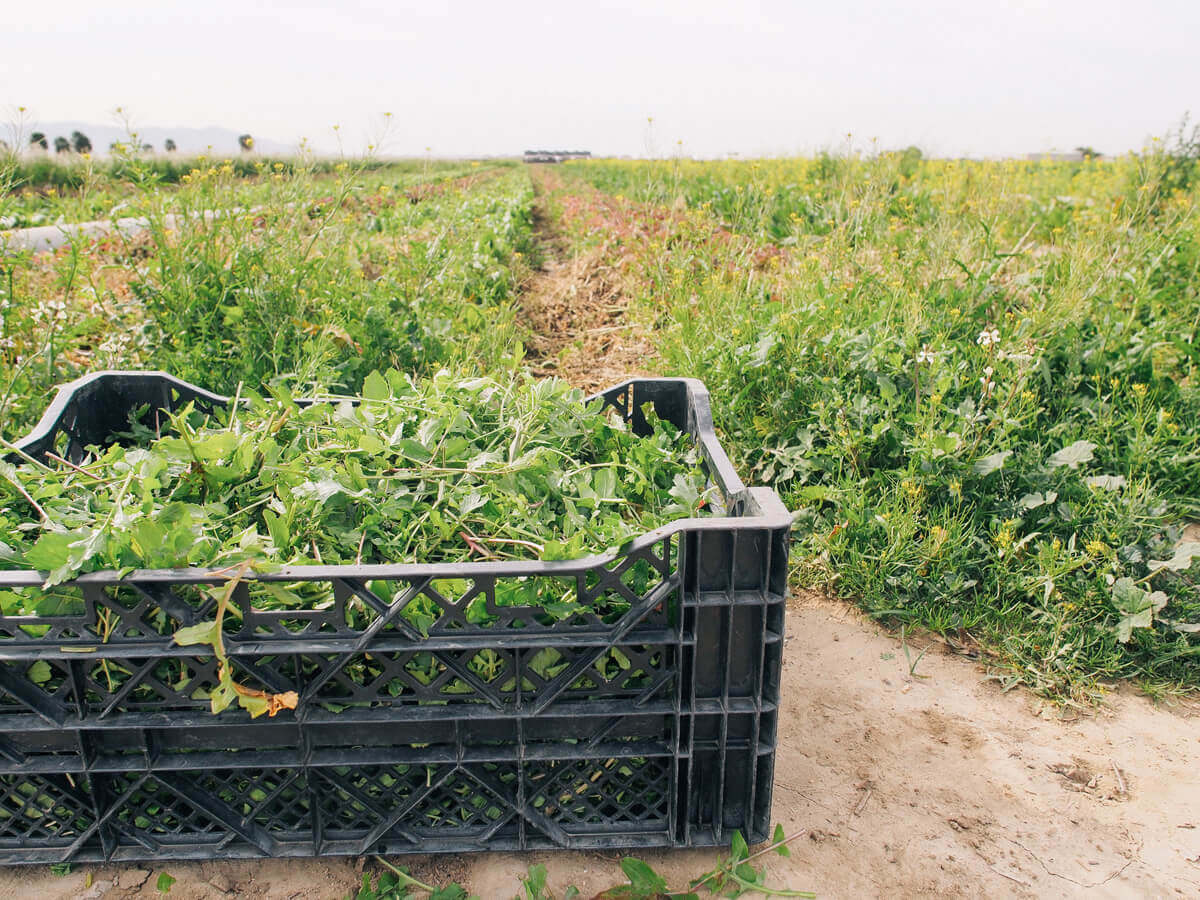 Freshly harvested salad greens