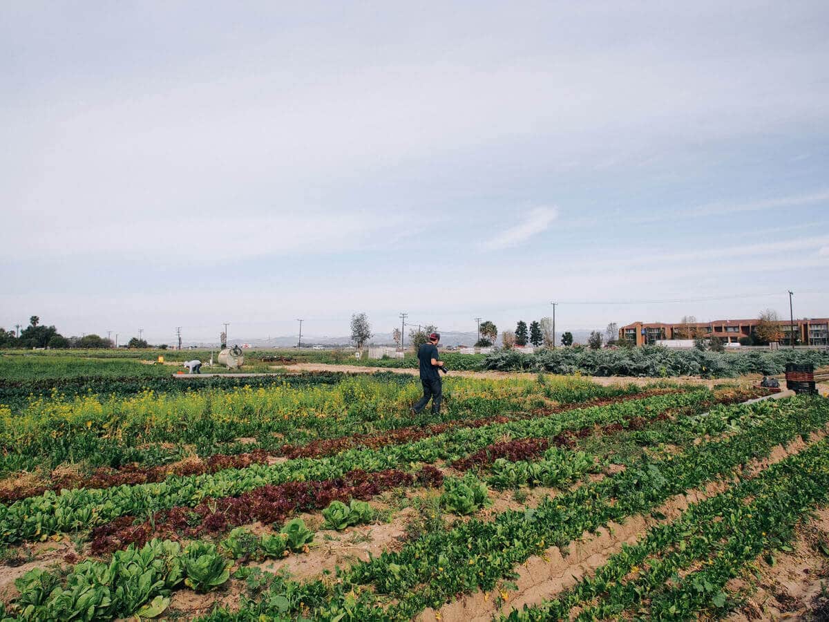 Crops of leafy greens