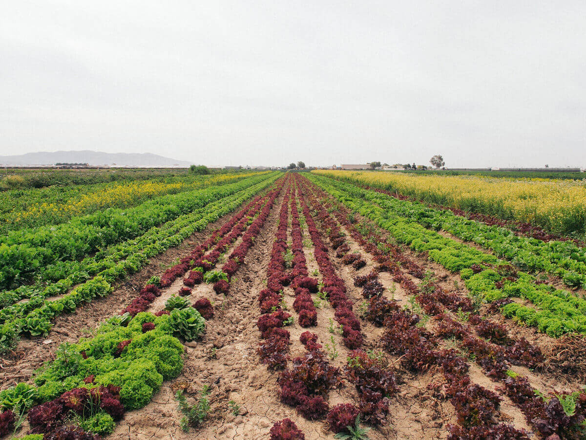 Rows of greens at McGrath Family Farm