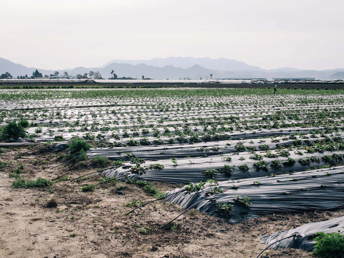 Ventura, California farm land