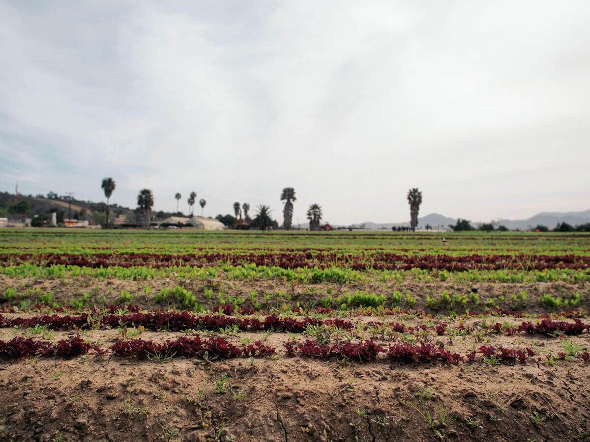 McGrath Family Farm on the California coast