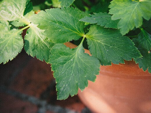Trefoil leaves on mitsuba