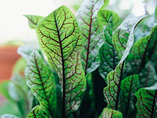 Rumex sanguineus herb