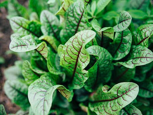 Bloody sorrel leaves growing in a rosette