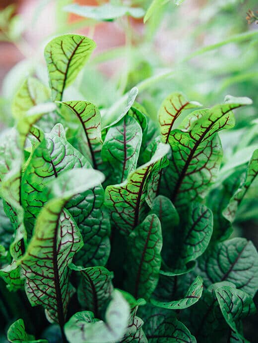 A clump of bloody dock leaves