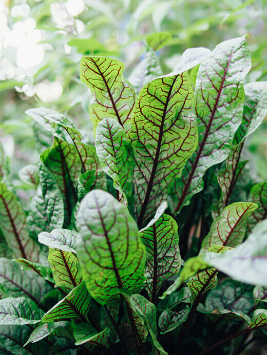 An edible landscaping plant