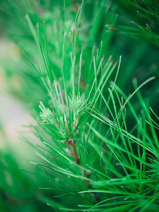 The Southern California Christmas tree