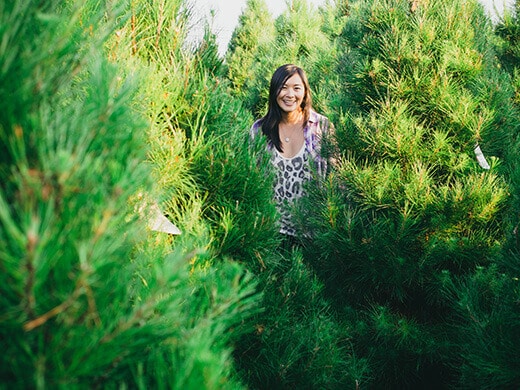 Looking for the perfect Christmas tree