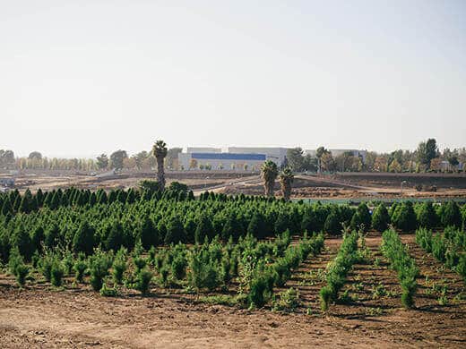 Orange County Christmas tree farm