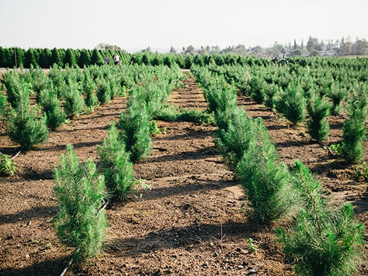 Baby Christmas trees