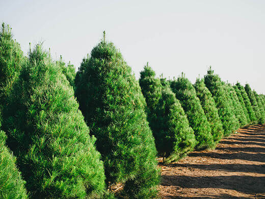 Rows of Monterey pine trees