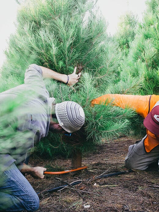 Cutting down our Christmas tree