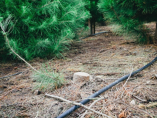 Freshly cut pine tree