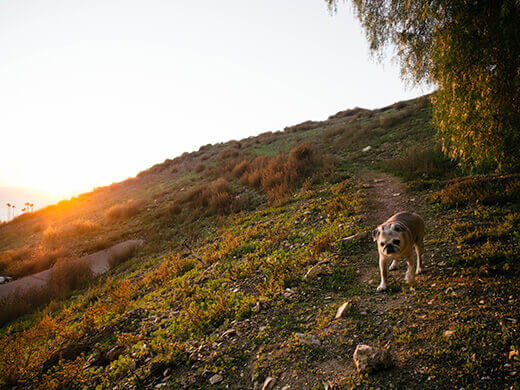 Pug on a hike