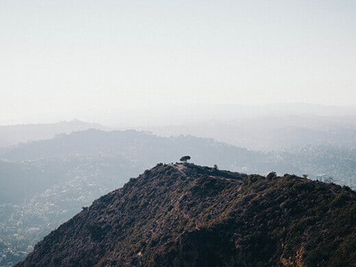 View of the Wisdom Tree from Cahuenga Peak